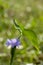 Organic Water Hyacinth Flower in the Field