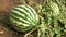 Organic water melon growing in field.