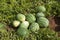 Organic Watermelon field