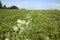 Organic Watermelon field