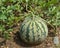 Organic Watermelon Growing in Garden