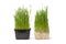 Organic wheat grass in plastic container