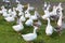 Organic white goose farm, poultry in garden