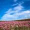 Organic wine producing vineyard planted among wildflowers