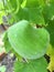 Organic winter melon growing in vegetable garden