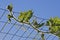 Organic winter melon plant climbing up the chicken wire mesh, part of urban gardening project.