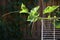 Organic winter melon plant climbing up the fence. Urban gardening project on a sunny summer day