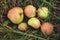 Organic winter pears on the grass. Harvesting in autumn, the top view