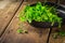 Organic Winter Purslane prepared for salad