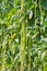 Organic yard long Bean (Vigna unguiculata)