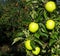 Organic yellow apples cultivated with the red ones on background