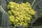 Organic yellow cauliflower background