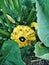 Organic yellow pattypan squash growing in the garden