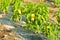 Organic yellow pepper bush in a vegetable farm
