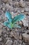 Organic young cabbage growing