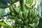 Organic young green banana on a bunch on a tree