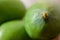 Organic Young Green Mangoes Branch Macro isolated on Wooden Table sour fruits.