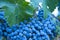 Organic Zinfandel grapes