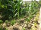 Organically cultivated growing corn and vegetables