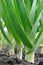 Organically cultivated leek plantation in the vegetable garden