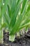 Organically cultivated leek plantation in the vegetable garden