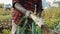 Organically cultivated leek plantation in the vegetable garden. African farmer pulling the vegetables from the soil