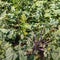 Organically cultivated rutabaga plants up close