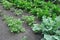 Organically cultivated various vegetables in the vegetable garden