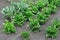 Organically cultivated various vegetables in the vegetable garden