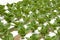 Organically Farmed Romaine Lettuce