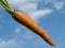 Organically grown carrot