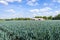 Organically grown leek plants in a large field