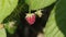 Organically Grown Raspberries: Close-Up of Ripe Berries on the Bush