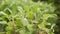 Organically grown sage in the garden