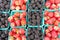 Organically grown strawberries, blackberries for sale at the farmers` market.
