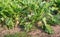 Organically grown sugar beet plants from close