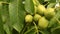 Organically grown unripe green walnuts on walnut tree