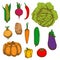 Organically grown vegetables colorful sketches