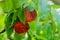 Organically produced Nectarine fruits on the tree