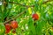 Organically produced Nectarine fruits on the tree