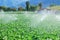 Organically vegetable farm watering,green,fresh.