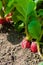 Organics radishes from garden