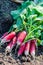 Organics radishes from garden