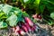 Organics radishes from garden