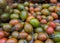 Organics red and green cherry tomatoes at city market