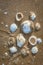 Organized empty seashells washed out at Umm Al Quwain beach, UAE