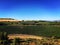 Organized, tidy grape farm / vineyard.