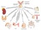 Organs affected by pituitary hormones