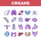 Organs Anatomical Collection Icons Set Vector