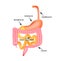 Organs of the gastrointestinal tract. Esophagus, stomach, duodenum, small intestine, colon. Digestion. Infographics